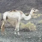 ناقه