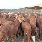 سواكن حمري مرابي ( راجع التقييم )