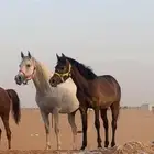 للبيع مهره شعبيه