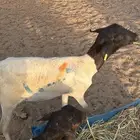 غنم بربري عرض خاص