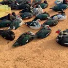 بح بط مصري مسوكف تم البيع