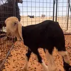 رخال داغور