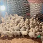 صوص فيومي ألمنيوم