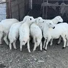 طليان ورخال