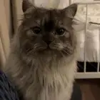 قط للتبني مع جميع اغراضه