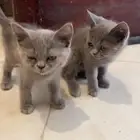 سكوتش العمر ثلاث شهور