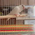 ذكر روز البينو