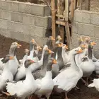 وز بلدي