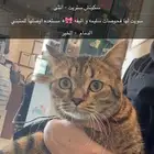 قطة للتبني   .