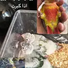 فروخ كنيور يلو سايد واناناس كلها رد فاكتر دبل صبغه ماشاءالل