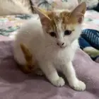 قطط تبني