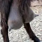 عنز لبن تو ضاربها التيس سن وصطيه