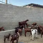 غنم كفو