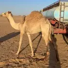 قعدان طيبات