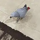 بغبغاء كاسكو