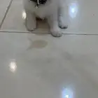 قطه للبيع