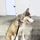 كلب هاسكي انثى للبيع معه كيس اكله 15 كيلو العمر 8 شهور