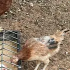 4 دجاجات وديك