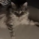 قط ذكر شيرازي (تزاوج فقط)