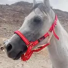 بسم الله الرحمان الرحيم