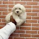 كلاب مالتيز