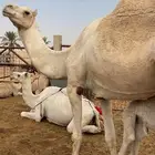 خلفات مصاغير