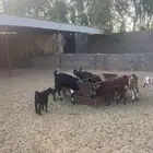 معزي للبيع