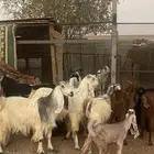 معزاء للبيع متابيع فحلها