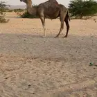 ابل القحات