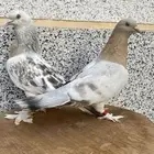 حمام تركي فاخر
