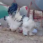 فروخ براهما كلومبي TOP