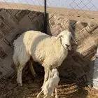 رخل تحتها رخل
