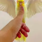 كروان متكلم واليف جدا