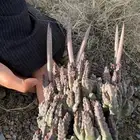 كنداثه ديد الضبعه حبق مجفف اكليل جبل