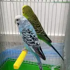 جوز طيور حب بادجي