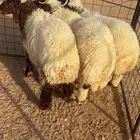 3طليان نعيم مغلقه