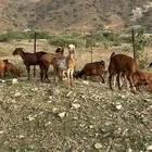 غنم بلدي قرايب.