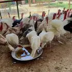 طيور بيت الزاجل