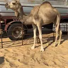 بكره قصب