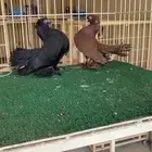 حمام زينه اوزبك وكرنقو