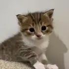 كيتين