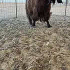 للبيع تيس قبرصي