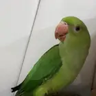 ببغاء درة اليف الحجم جامبو