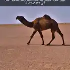 قعود