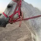 خيل عربي شعبي