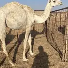 بكره حقه