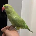 ببغاء دره شبه اليف