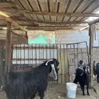 تيس فحل جرم ومد