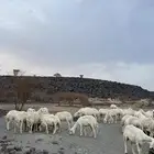 غنم مراح للبيع