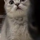 كيتن سكوتش فولد